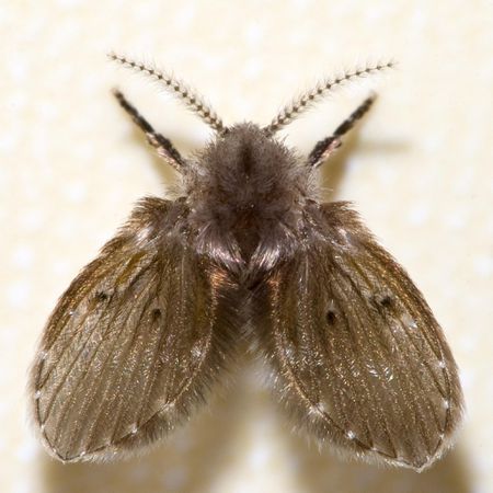 Moth Flies (Drain Flies, Filter Flies, or Sewage Flies)